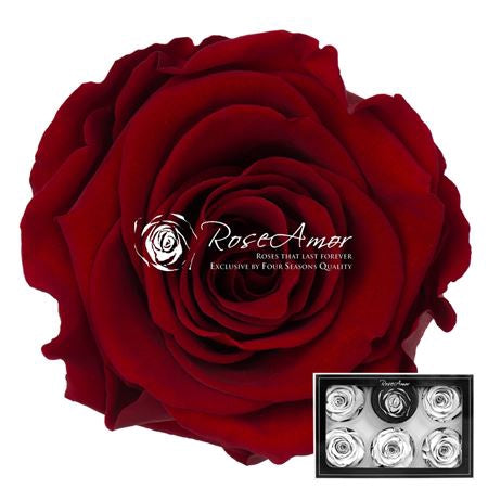 Pr 1 Pin07 Xl Rosa Stabilizzata Vera Eterna - Idee Regalo Festa Della Mamma Donna Moglie Fidanzata Ragazza San Valentino Compleanno Anniversario Matrimonio Originale Alta Qualità