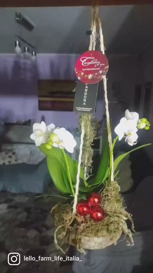 Phalaenopsis su muschio