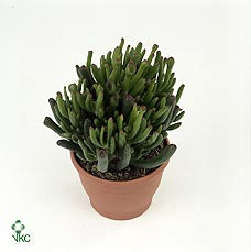 Crassula Hobbit pianta grassa d'appartamento