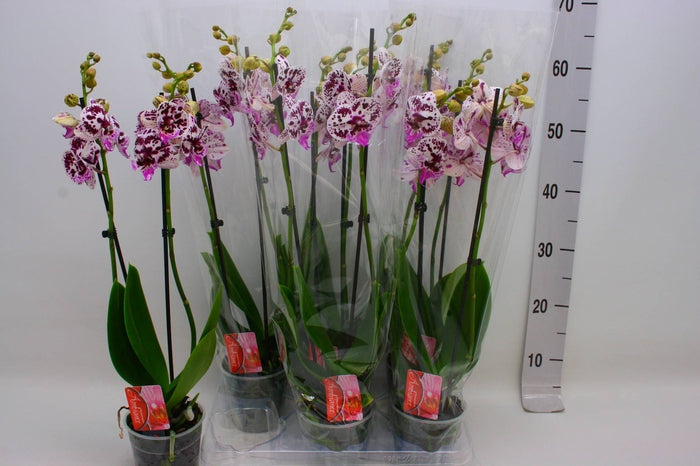 PHALAENOPSIS 2 RAMI