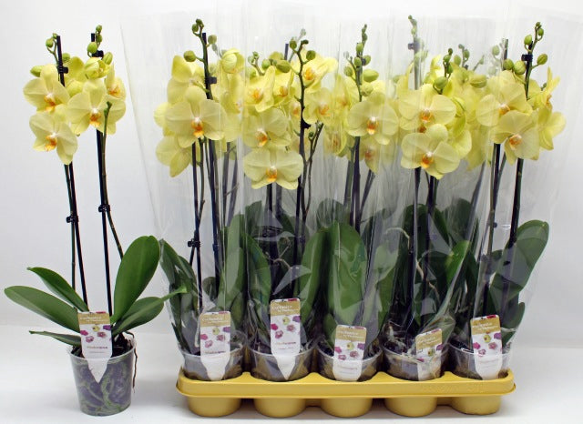 PHALAENOPSIS 2 RAMI