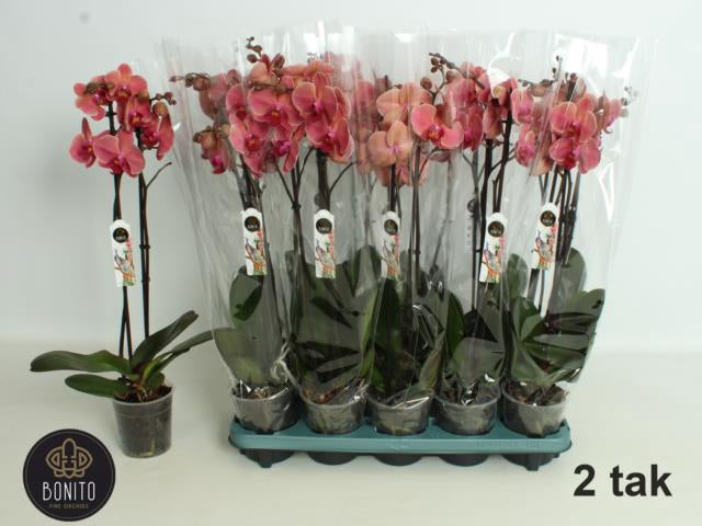 PHALAENOPSIS 2 RAMI