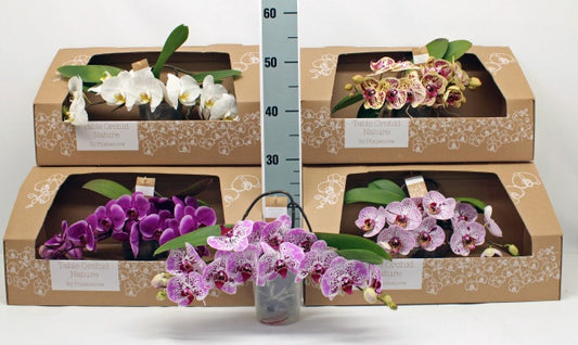 PHALAENOPSIS IDEA REGALO BELLISSIMO