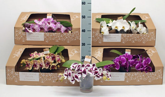 PHALAENOPSIS IDEA REGALO BELLISSIMO