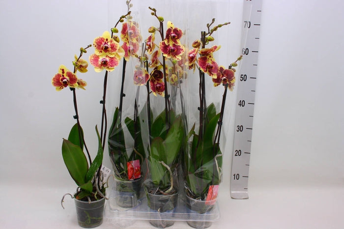 PHALAENOPSIS 2 RAMI