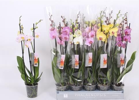 phalaenopsis 3 rami