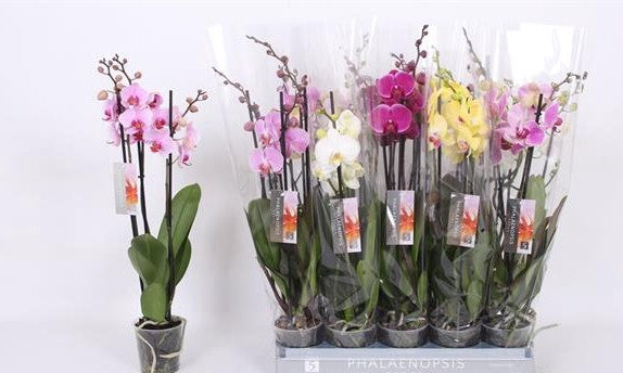 phalaenopsis 3 rami