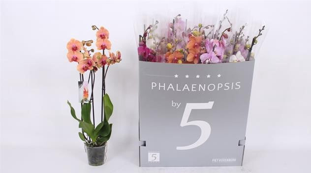 phalaenopsis 3 rami