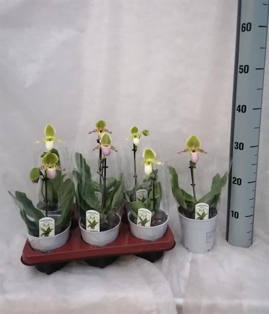 PAPHILOPEDILUM AMERIKA ORCHIDEA