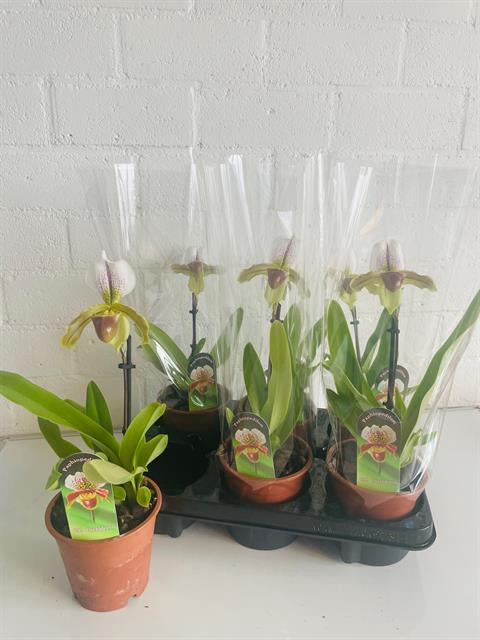 PAPHILOPEDILUM AMERIKA ORCHIDEA