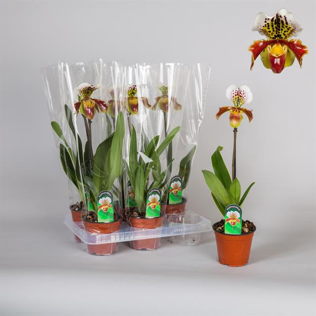 PAPHILOPEDILUM AMERIKA ORCHIDEA