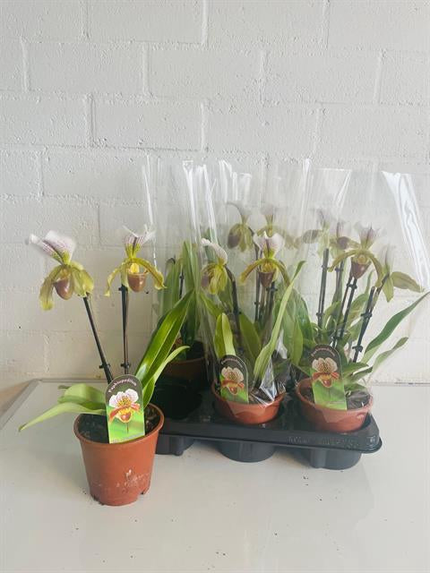 PAPHILOPEDILUM AMERIKA ORCHIDEA