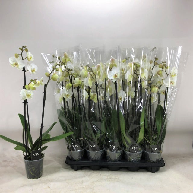 PHALAENOPSIS 2 RAMI