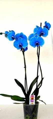 phalaenopsis 2 rami  colorati