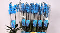 phalaenopsis 2 rami  colorati