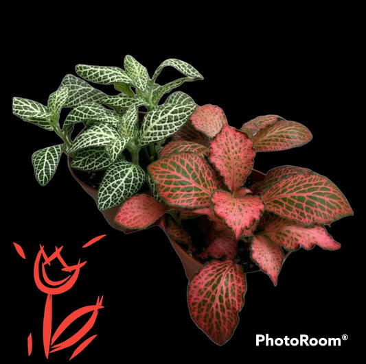 Fittonia Albivenis Mosaic Plant