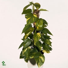 Epipremnum Aureum Golden Photos pianta d'appartamento