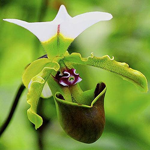 PAPHILOPEDILUM AMERIKA ORCHIDEA