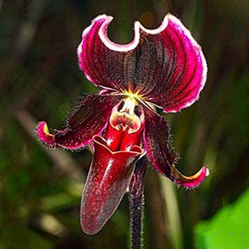 PAPHILOPEDILUM AMERIKA ORCHIDEA