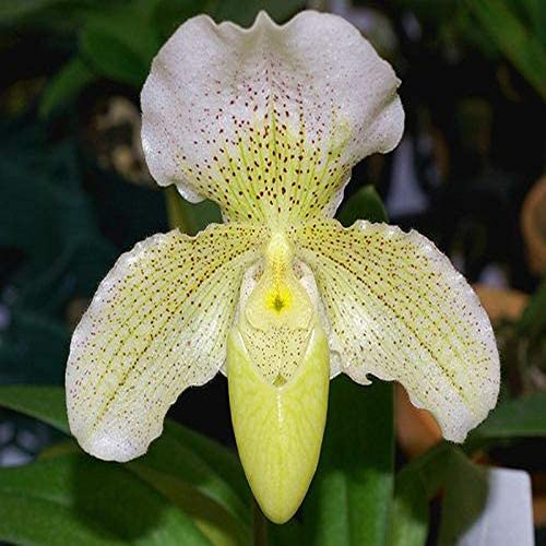 PAPHILOPEDILUM AMERIKA ORCHIDEA