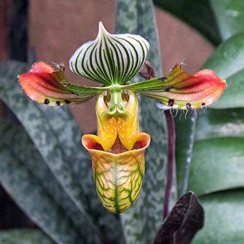 PAPHILOPEDILUM AMERIKA ORCHIDEA