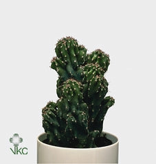 Cereus Twister pianta grassa d'appartamento