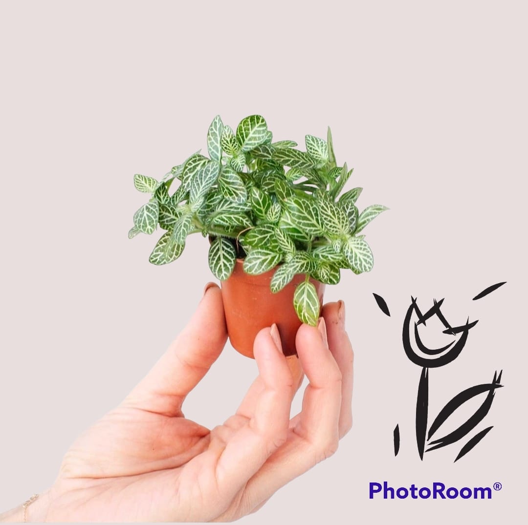 Fittonia Albivenis Mosaic Plant