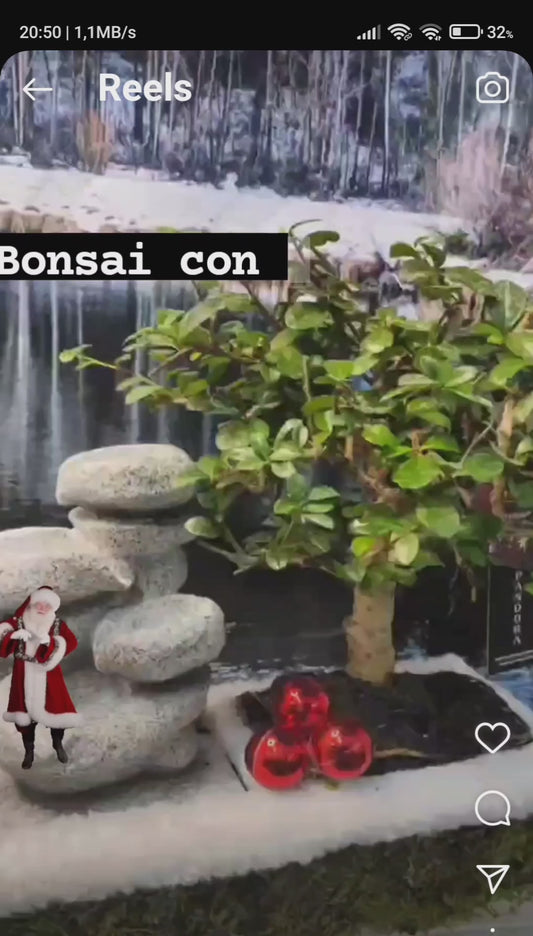Bonsai con fontana (vera!) novita' Natale