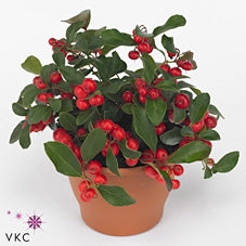 Gaultheria Procumbens Big Berry Glitter