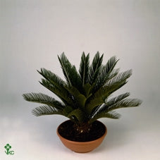 Cycas Revoluta bulbo  6-8 cm