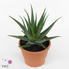 Aloe arborescens