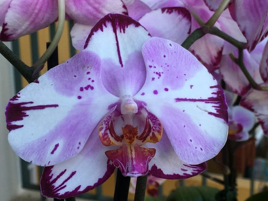 PHALAENOPSIS 2 RAMI