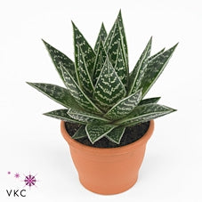 Aloe Tiki Thai