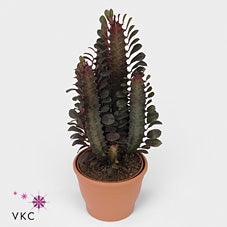 Euphorbia Trigona Rubra piante d'appartamento ed esterno