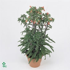 Kalanchoe blossfeldiana Lucky Bells Pianta da interno