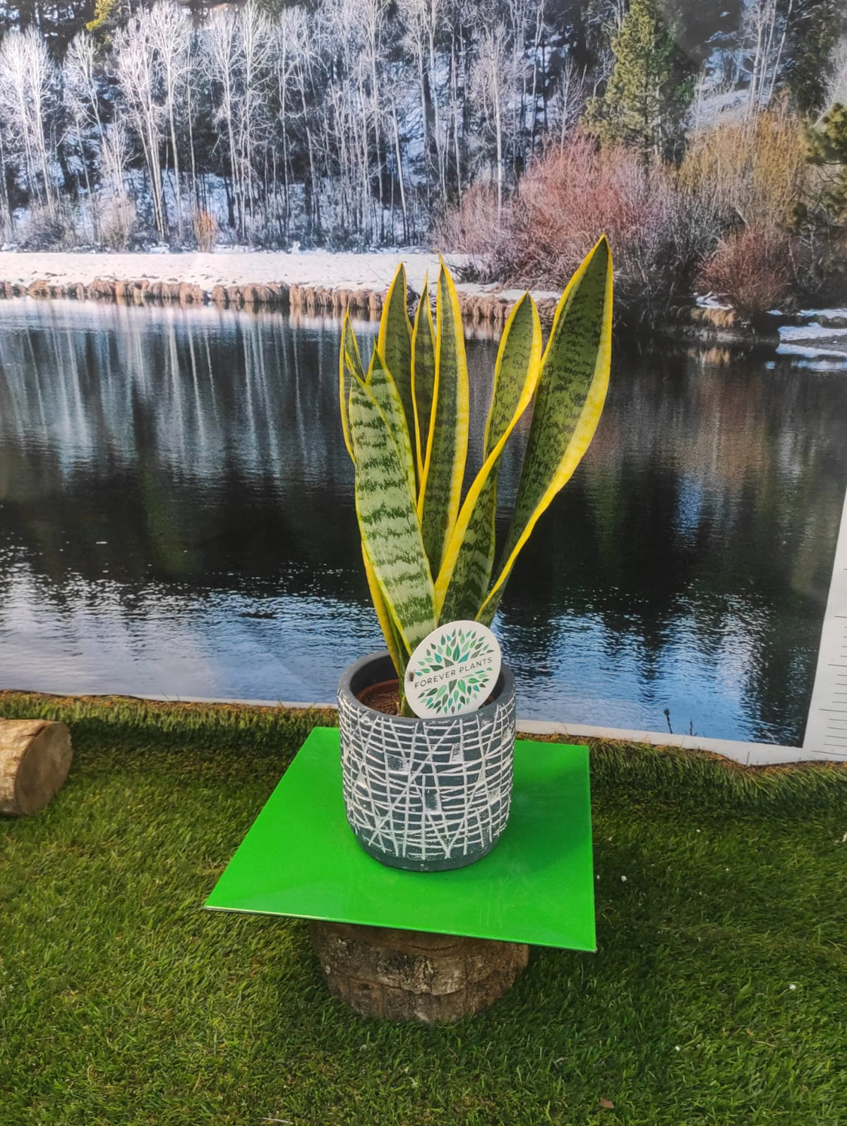 VASI PER PIANTE, VASI IN CEMENTO DECORATO, TONDI DA INTERNO VARI COLORI