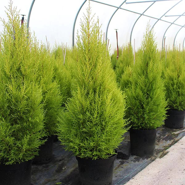 Cupressus macrocarpa Wilma