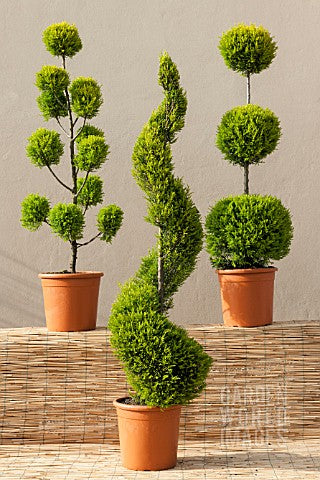 Cupressus macrocarpa Wilma