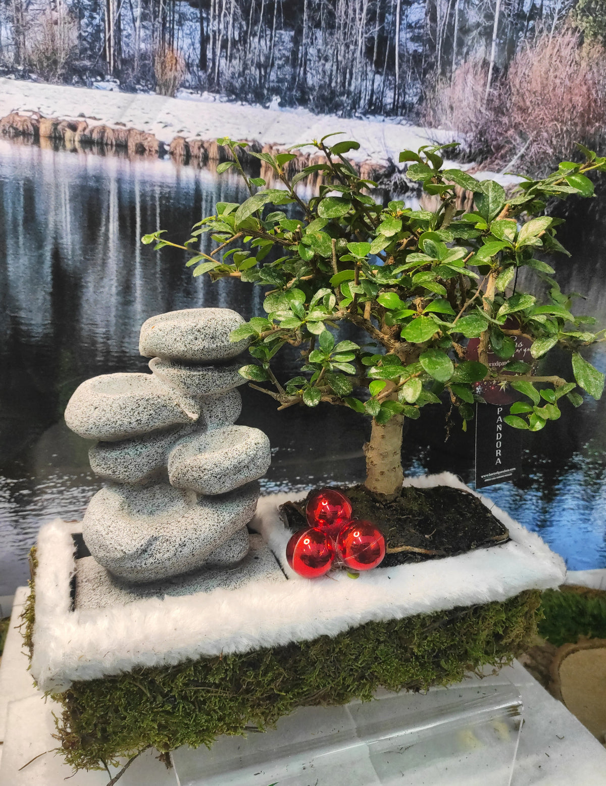Bonsai con fontana (vera!) novita' Natale
