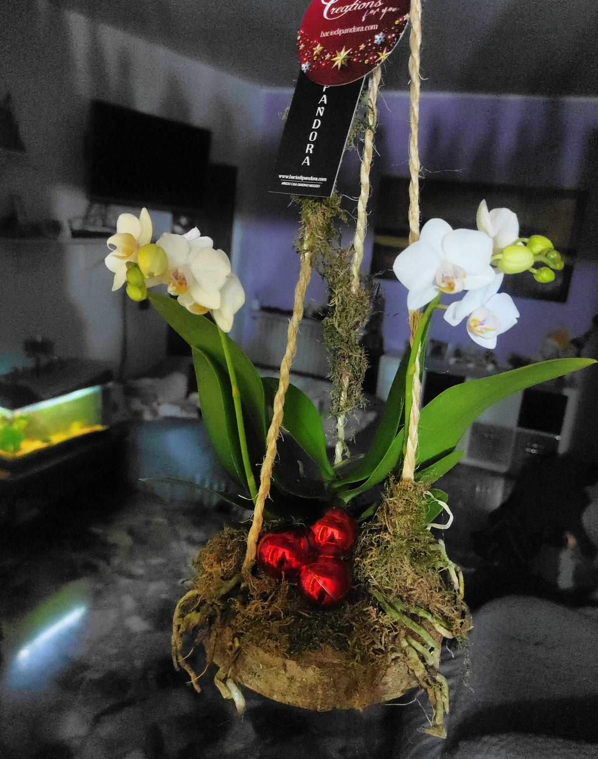 Phalaenopsis su muschio