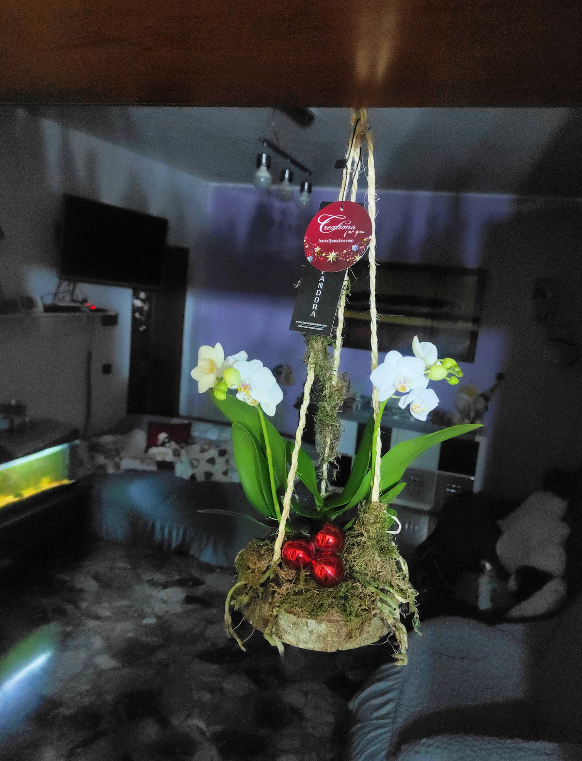 Phalaenopsis su muschio