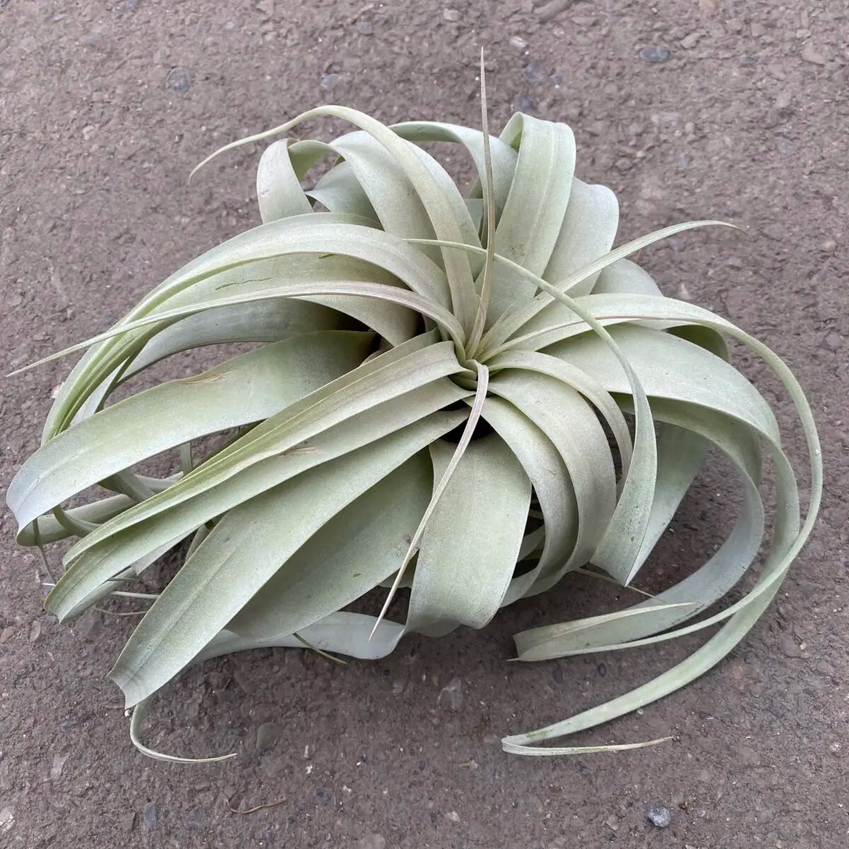 Tillandsia xerographica - Piante da interno