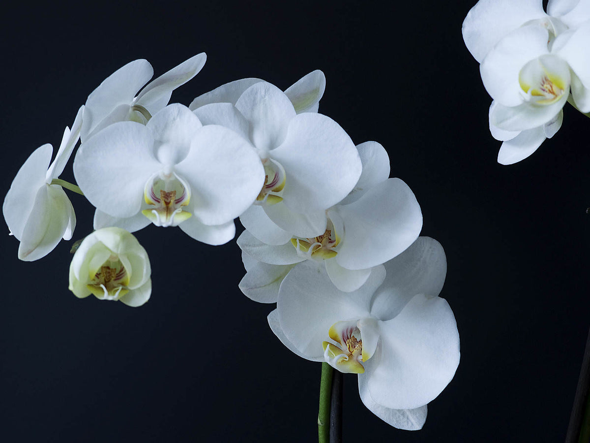 PHALAENOPSIS 2 RAMI
