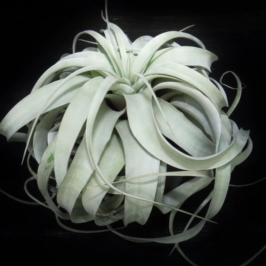 Tillandsia xerographica - Piante da interno