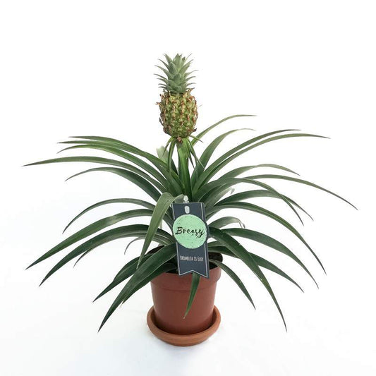 Ananas mi amigo Pianta da appartamento