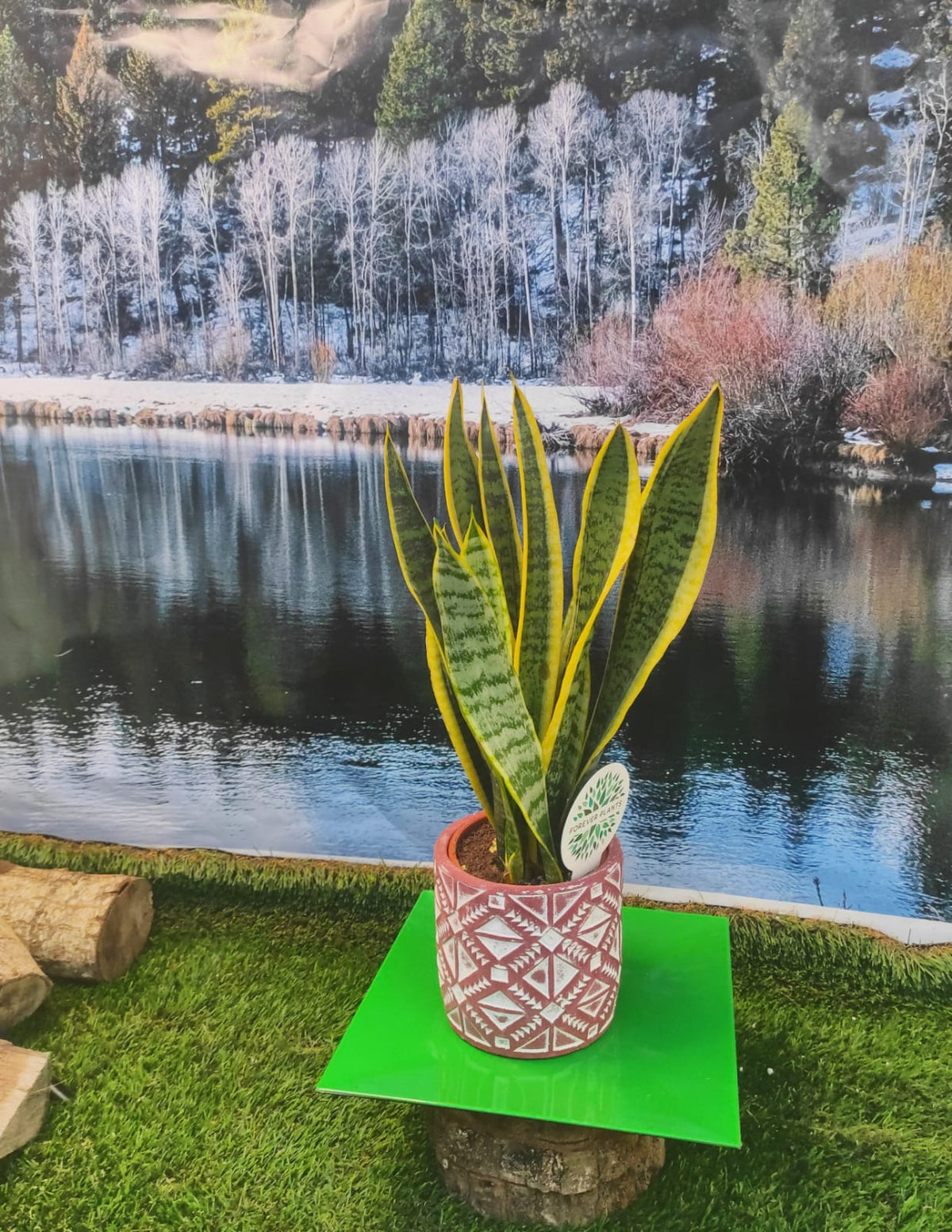 VASI PER PIANTE, VASI IN CEMENTO DECORATO, TONDI DA INTERNO VARI COLORI