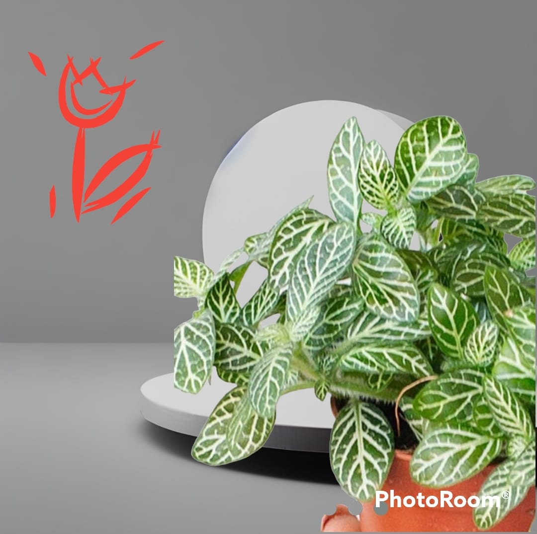 Fittonia Albivenis Mosaic Plant