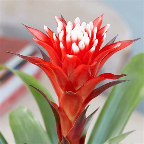 Bromelia Guzmania Hope