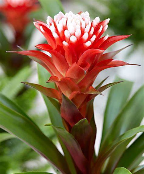 Bromelia Guzmania Hope
