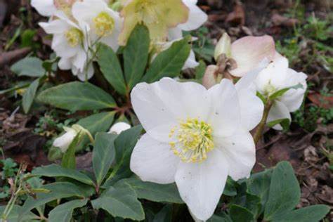 Helleborus niger Christmas Carol detta Rosa di Natale